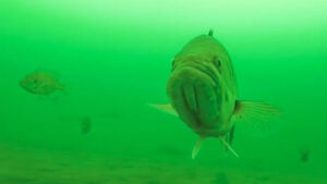 5 Unique Traits that Make a Trophy Bass