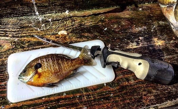 panfish-filets-are-the-reward-for-good-offshore-bluegill-fishing.jpg