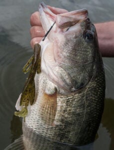 zoom-brush-hog-in-bass-mouth.jpg