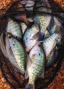 net-full-of-crappie-fishing.jpg