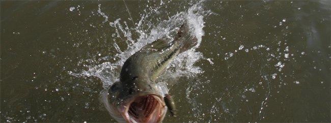bass-fishing-spring.jpg