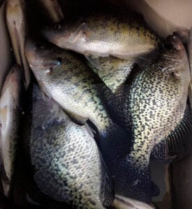 livewell-full-of-crappie.jpg