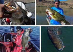 spinbait-catches.jpg