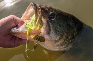 eco-pro-tungsten-war-cry-buzzbait-in-bass-mouth.jpg