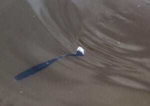big-bite-baits-swimming-jerk-minnow-in-water.jpg