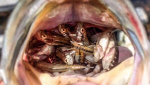 5 Unique Traits that Make a Trophy Bass