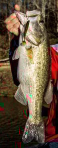 swimn-caffeine-shad-catches-bass.jpg