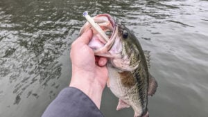 winter-bass-caught-on-jerkbait.jpg