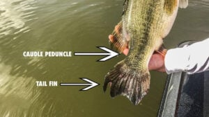5 Unique Traits that Make a Trophy Bass