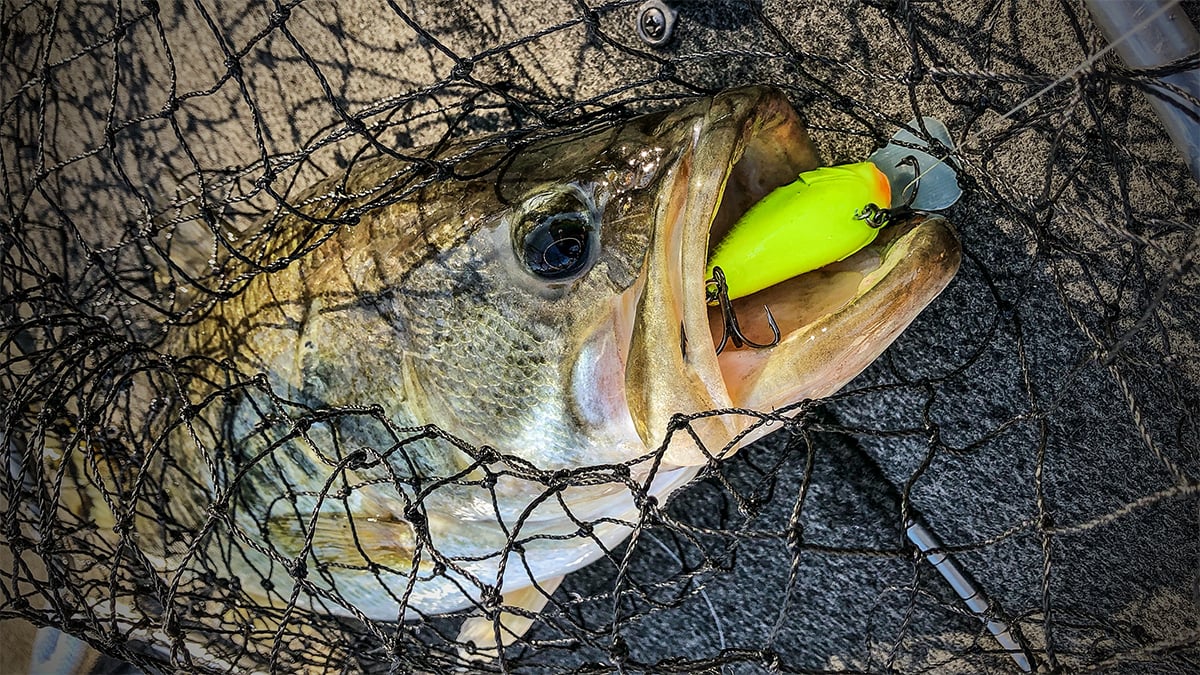 largemouth bass in a landing net with crankbait in mouth