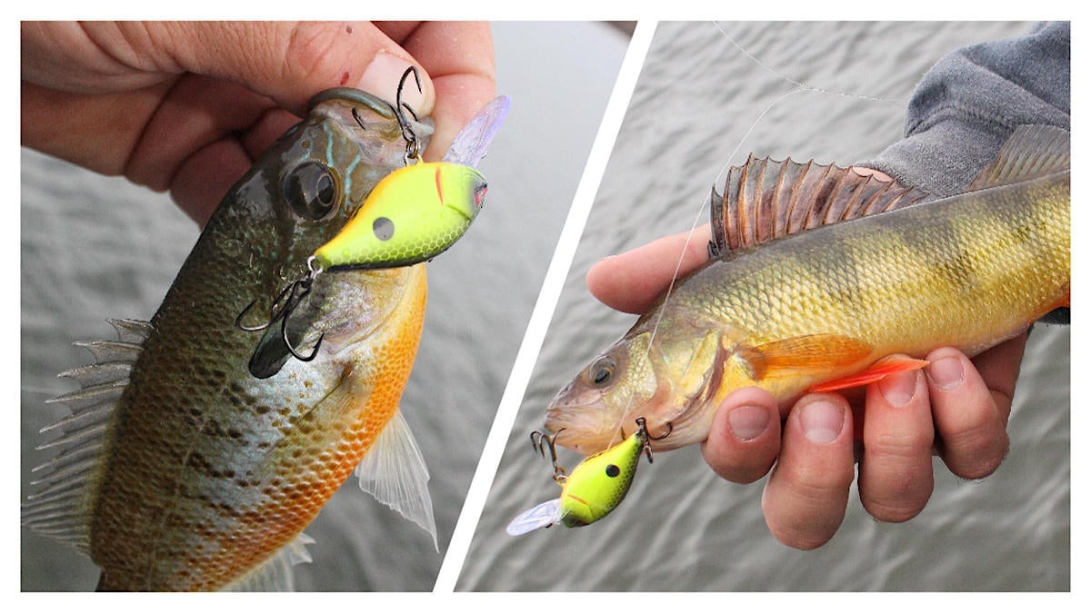 fishing lure in the mouth of a bluegill and yellow perch