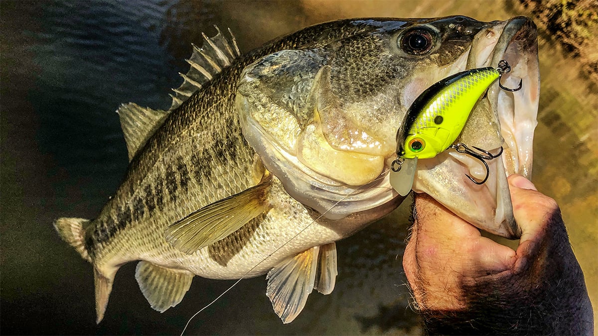 bass fishing lure in a bass mouth