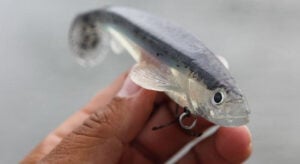 livingston-lures-new-rago-swimbait.jpg