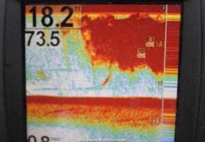 The author finds clouds of baitfish with his Humminbird fish finder and then fishes for the bass sus