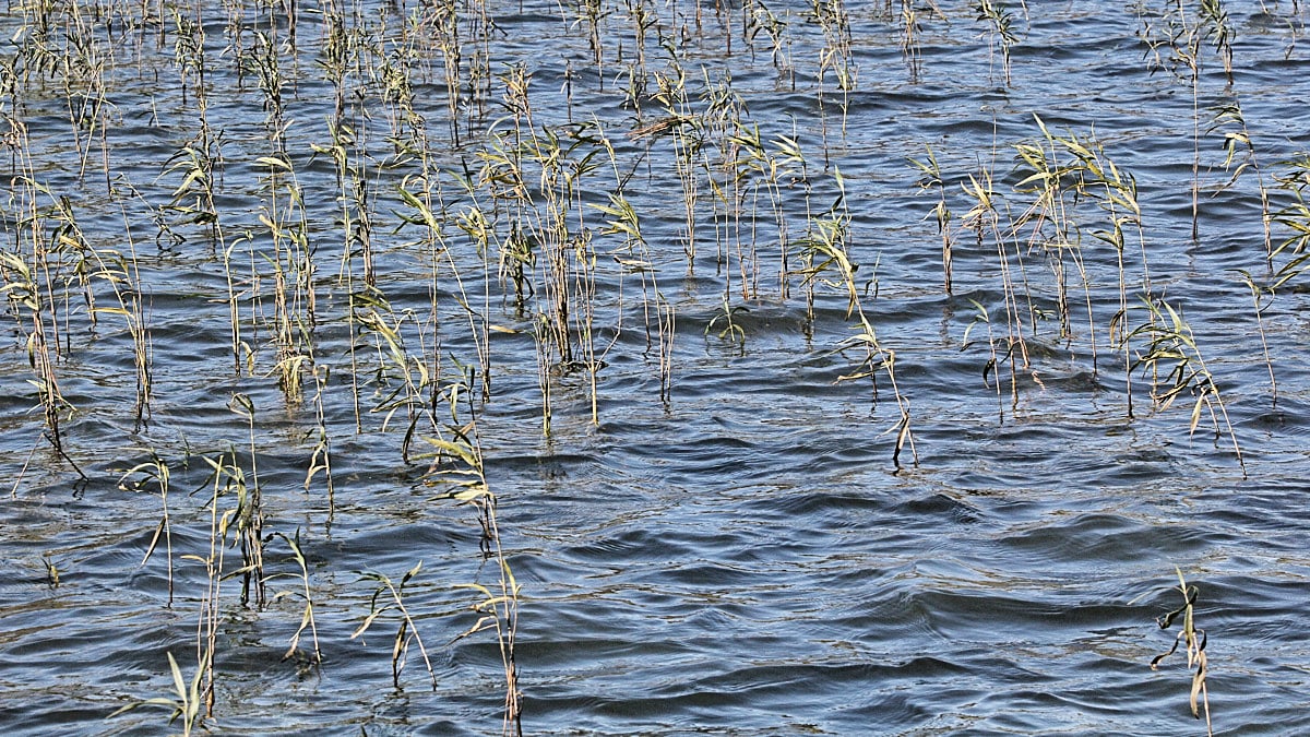 dying aquatic vegetation in cold water