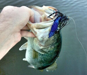 netbait-paca-chunk-in-bass-mouth.jpg