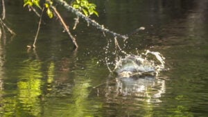 5 Unique Traits that Make a Trophy Bass