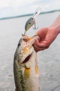 spro-dd-crankbait-catches-big-offshore-deep-bass.jpg