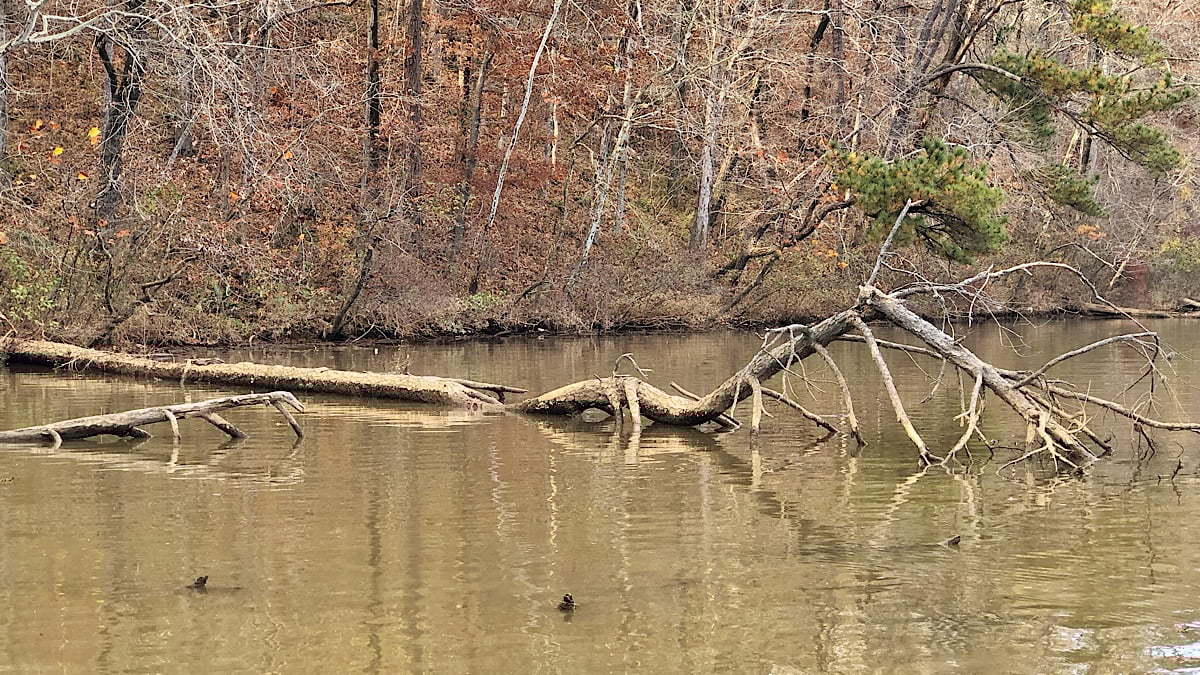 fallen tree in the water