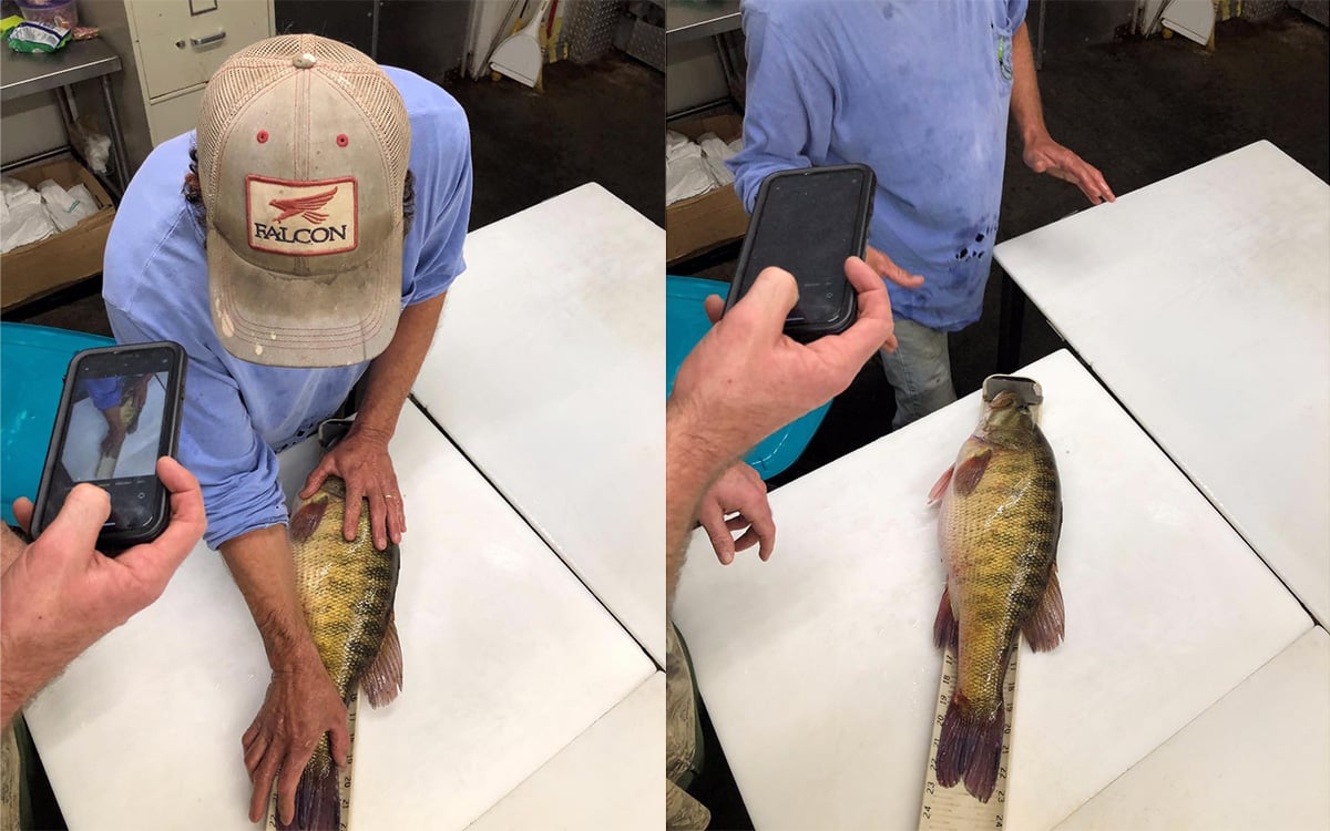 measuring record shoal bass