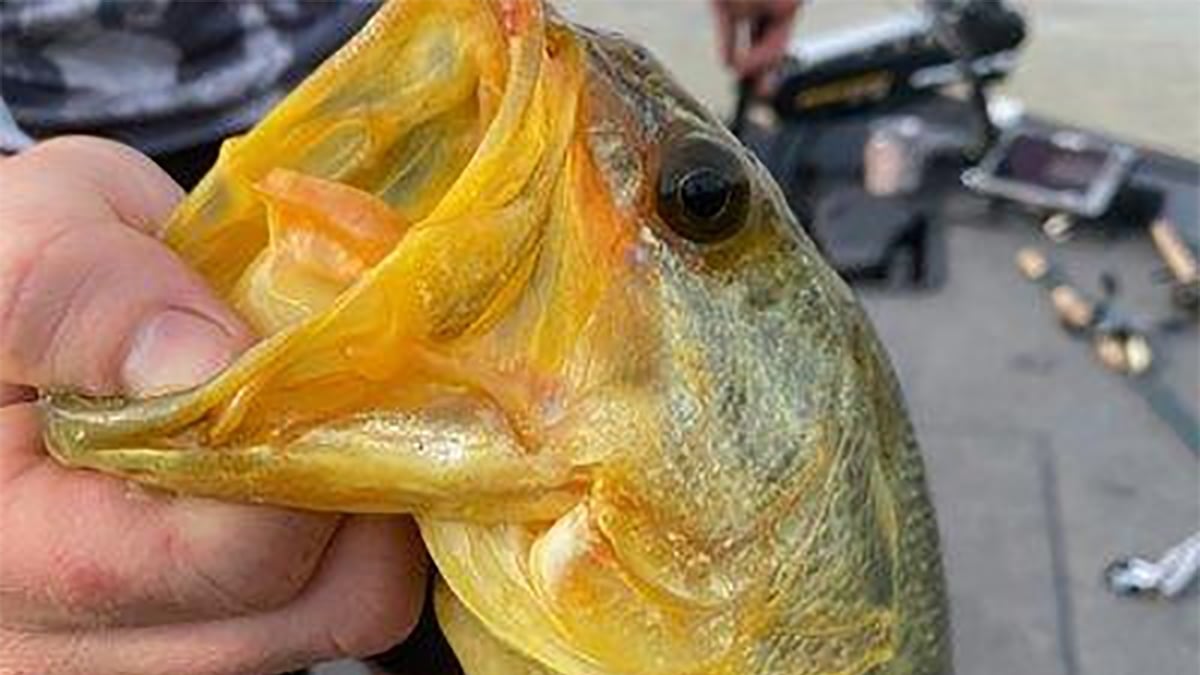 gold largemouth bass