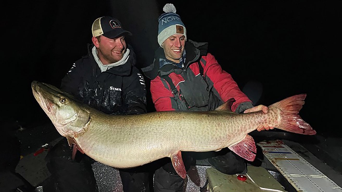 The new Minnesota State Record Muskie
