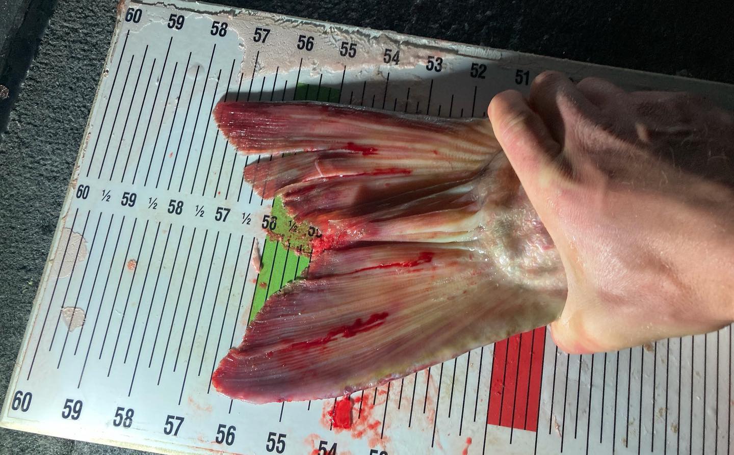 length measurement of record muskie