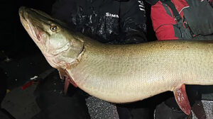 Pending Record Musky Caught in Minnesota