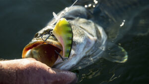 New Shimano Crankbaits for Bass Fishing