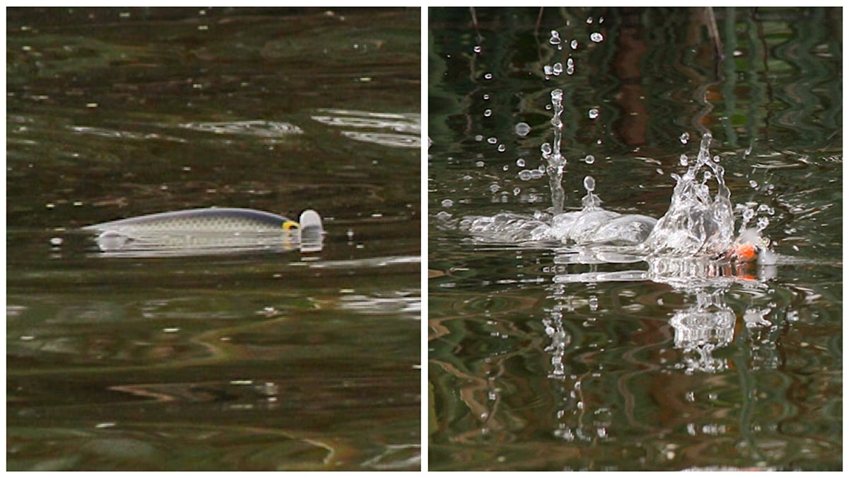 bass fishing lure prop bait