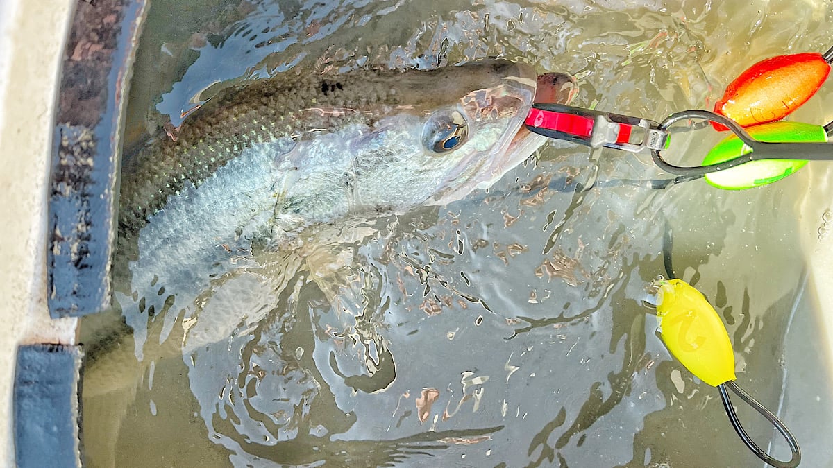 cull tag in bass mouth