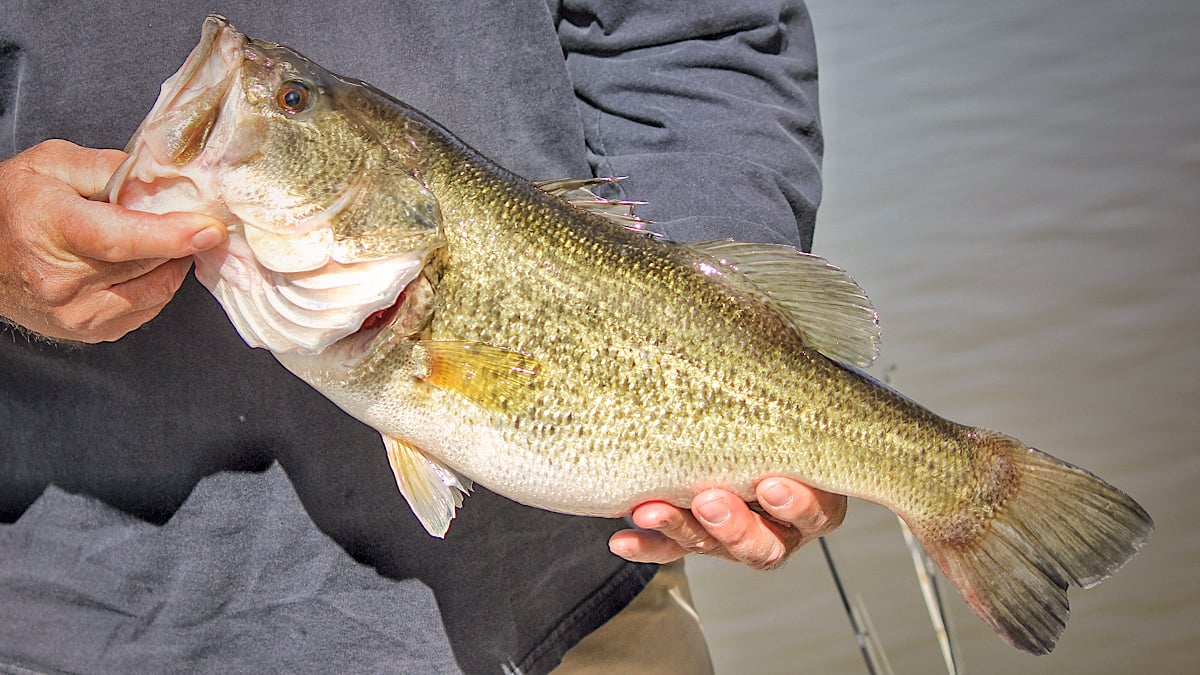 largemouth bass held by fisherman