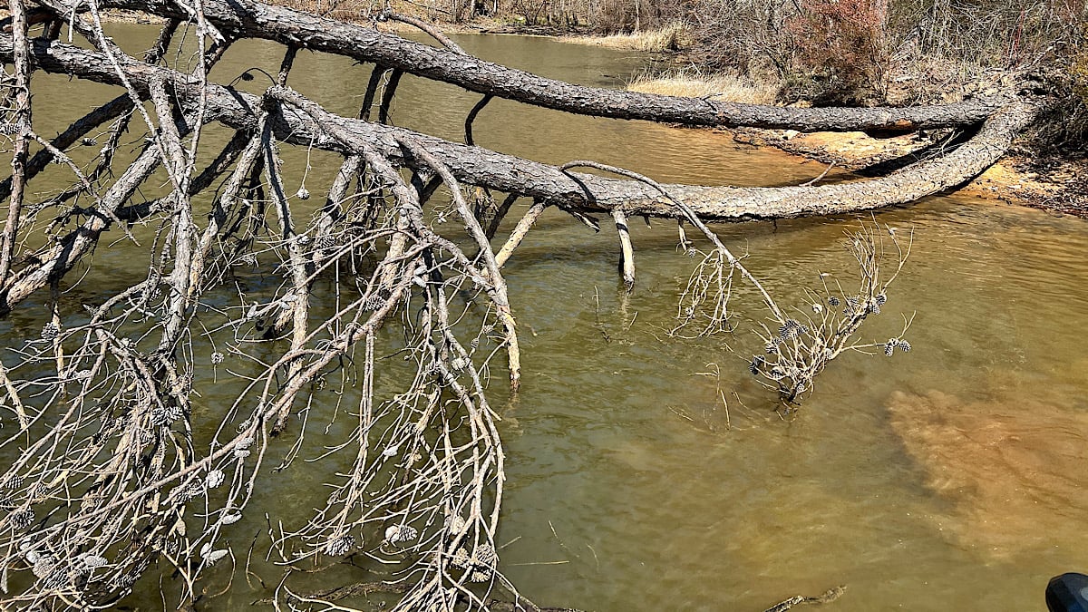 pine tree in water for bass fishing
