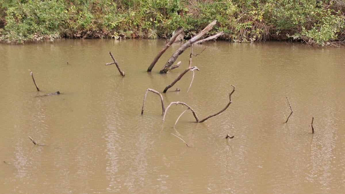 fallen tree for bass fishing
