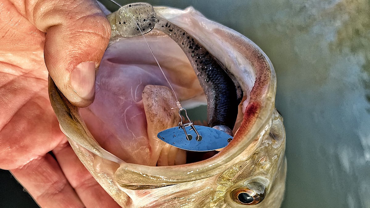 bass with chatterbait in mouth
