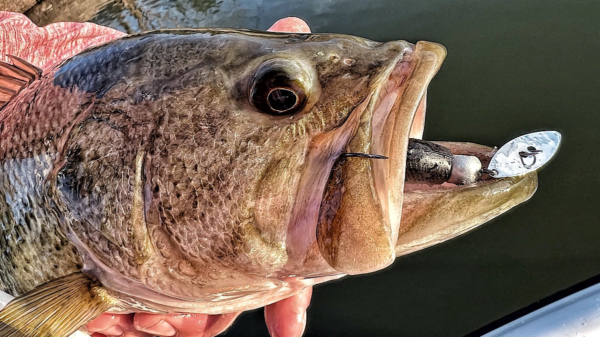 bladed bass fishing jig in bass mouth