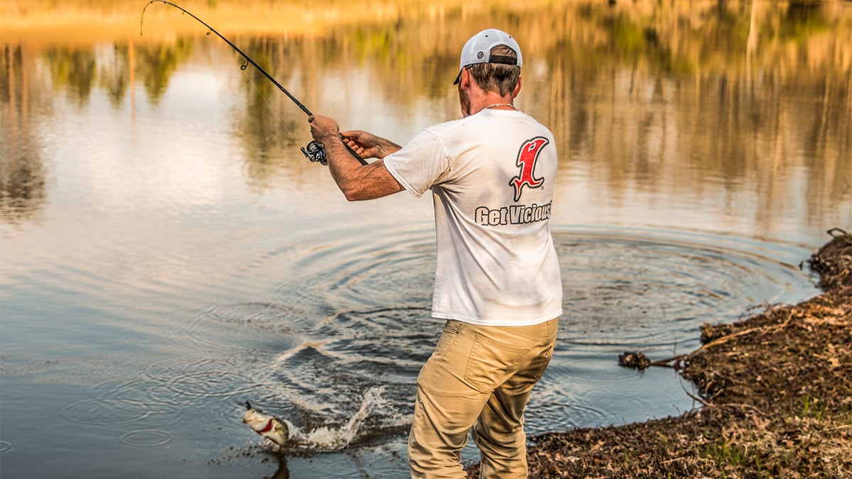 angler catching a bass from the bank
