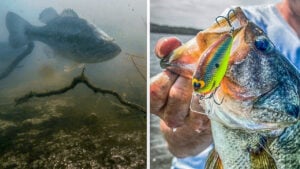 How to Find and Catch Post-Spawn Bass on Crankbaits