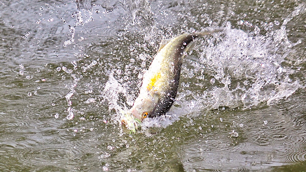 largemouth bass jumping