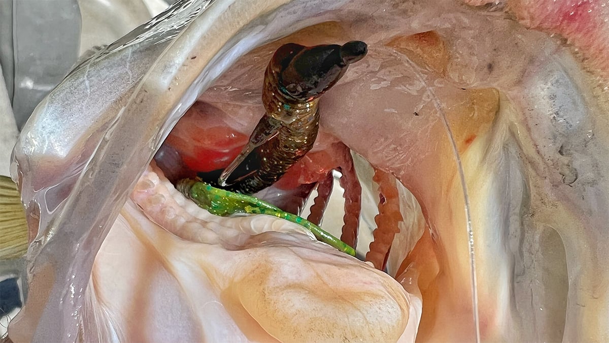 texas rig in bass mouth