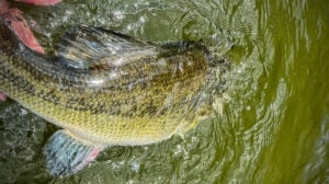 bass kicking in water