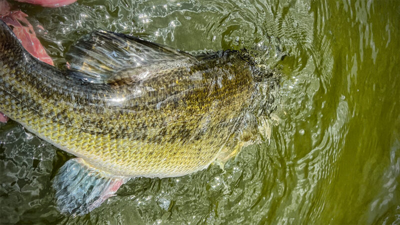 Simple Fixes to Keep Your Line from Snapping - Wired2Fish