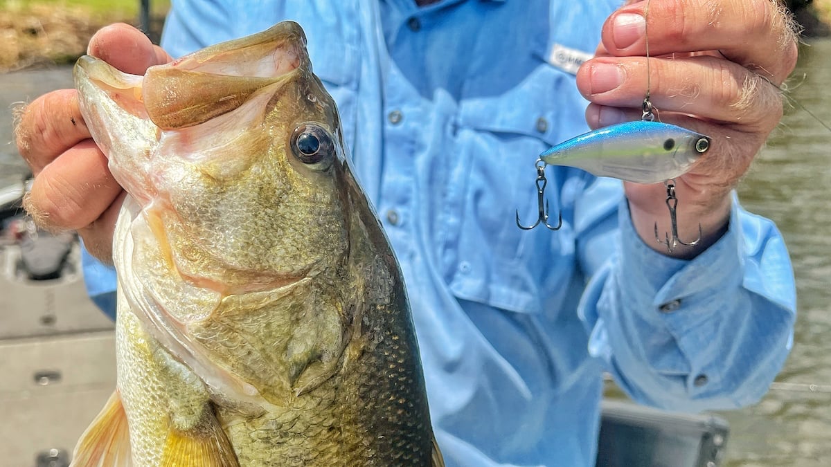 bass caught on lipless crankbait