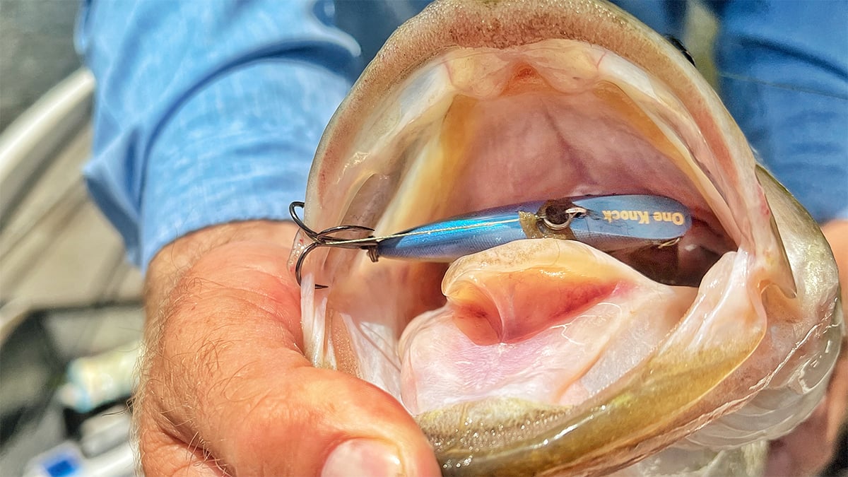 bass eats lipless crankbait