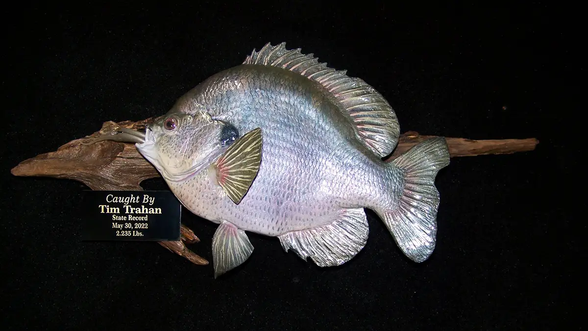 Mount of louisiana record bluegill