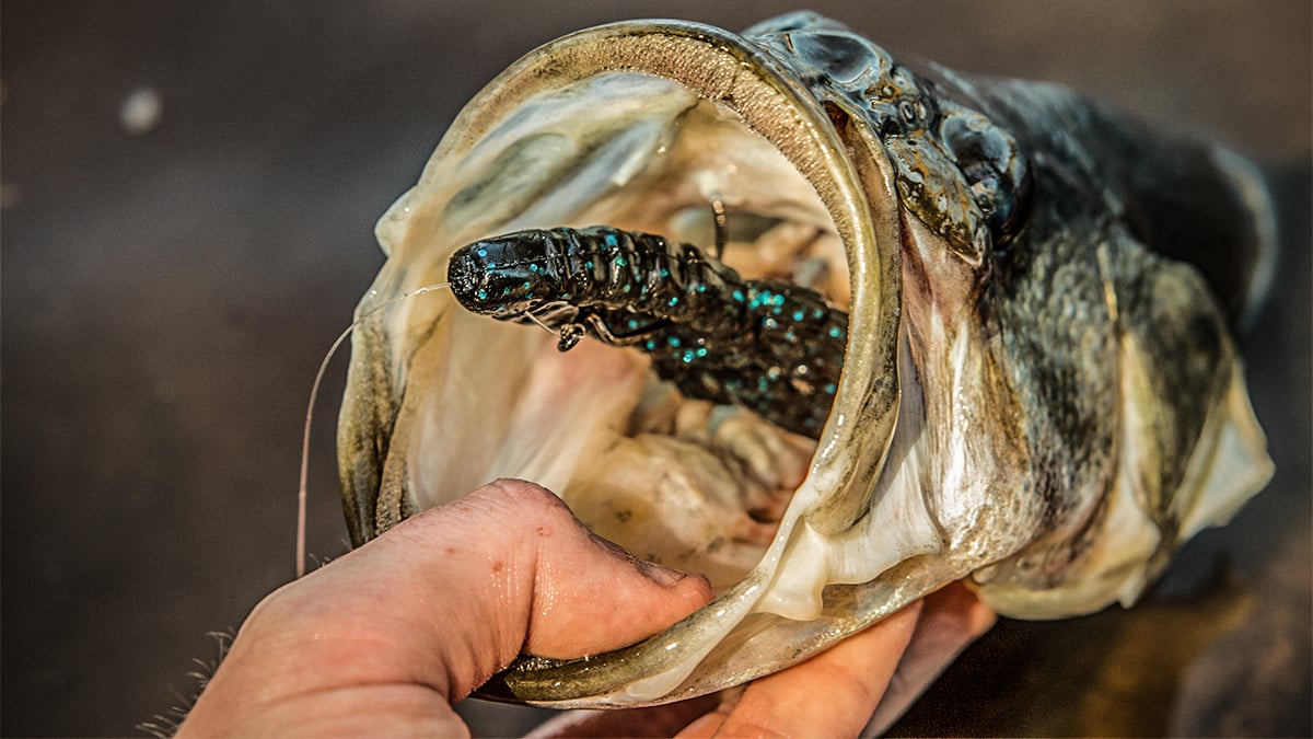 summer bass with texas rig in mouth