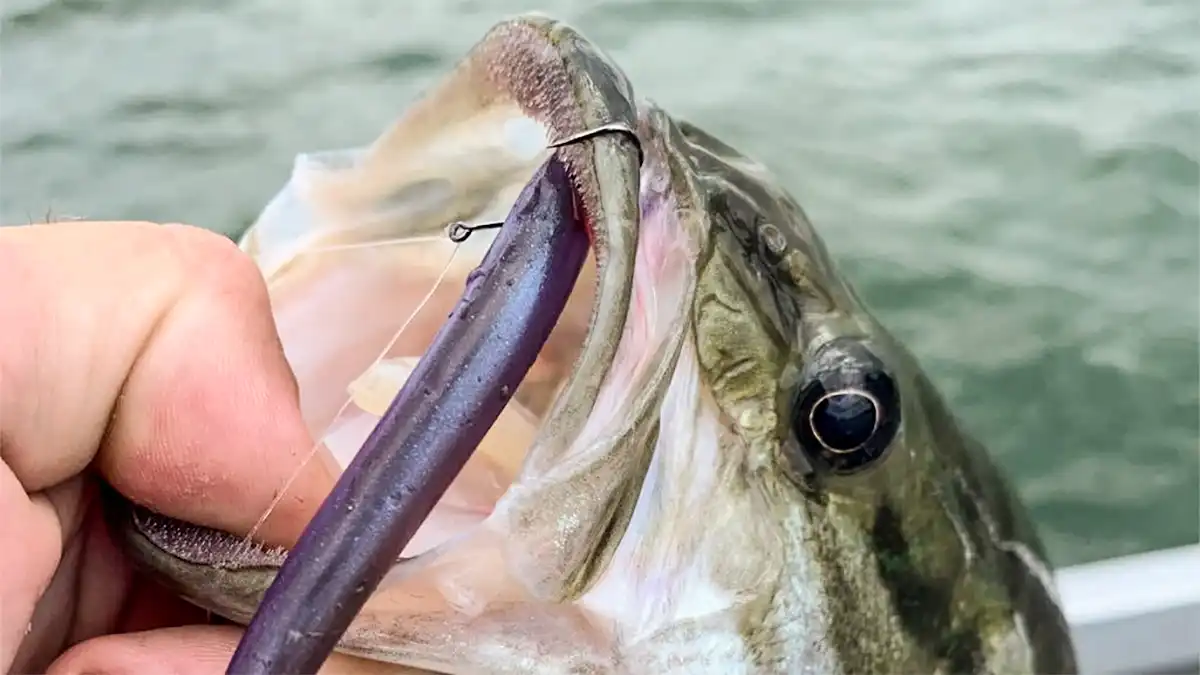 Hand holding a largemouth bass with a drop shot hook on the corner of its mouth
