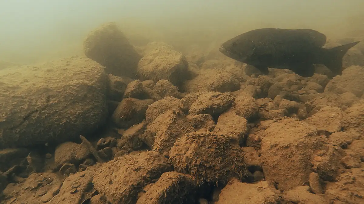 drop shot smallmouth bass underwater
