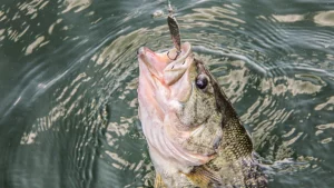 When and How to Bass Fish Jigging Spoons in the Early Winter