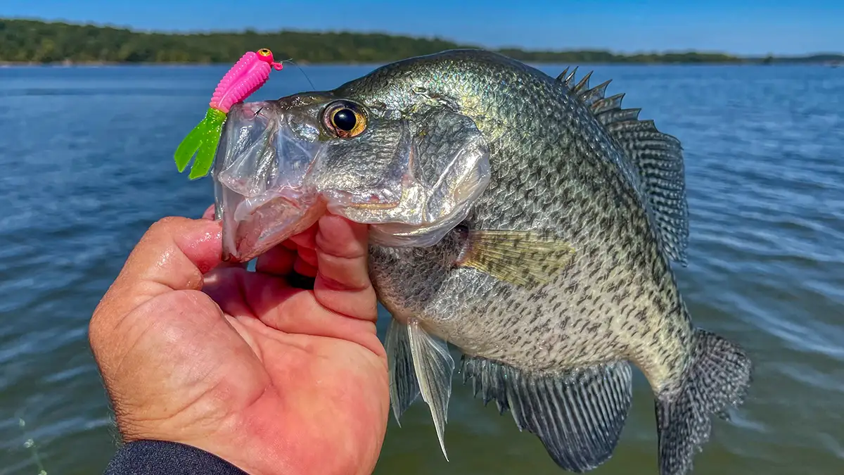big crappie on big baits